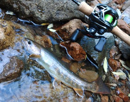 渓流釣りでクマと遭遇 ～九頭竜川水系～